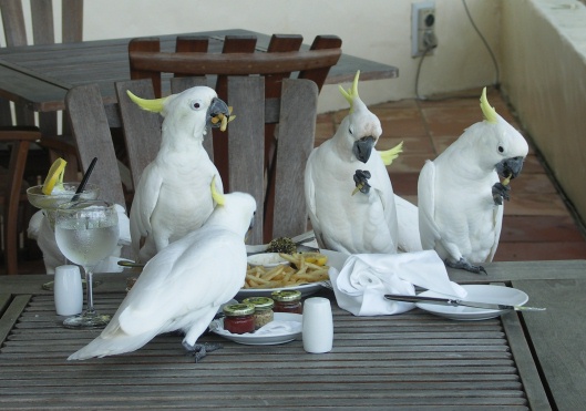 Honeymoon Birds on Hayman